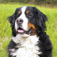 a well breed Bernese Mountain Dog